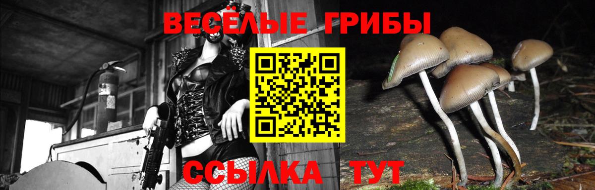 Псилоцибиновые грибы GOLDEN TEACHER Сухой Лог